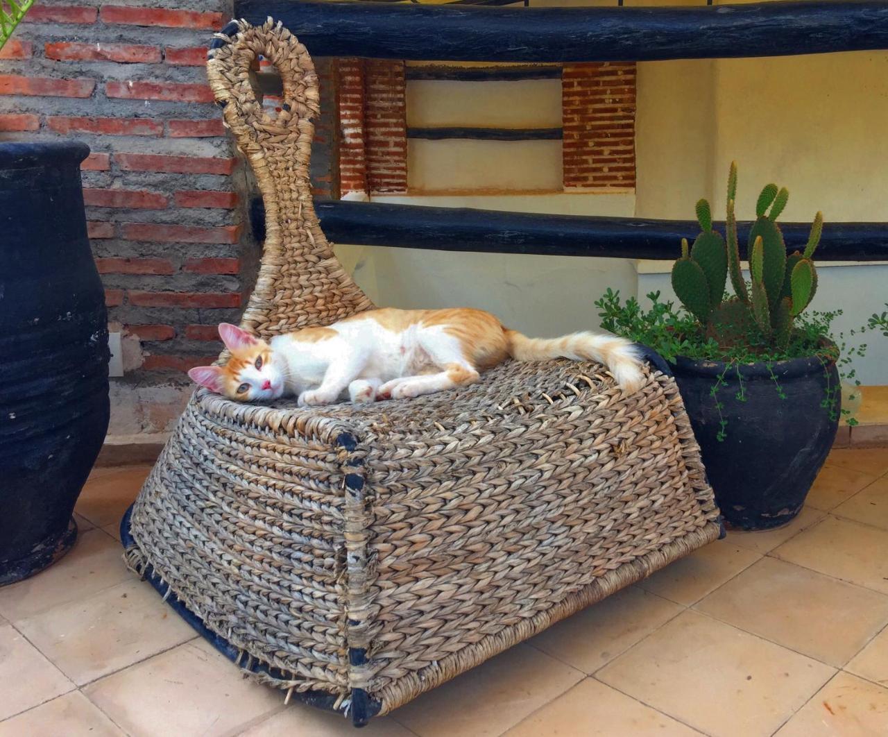Riad Nejma Lounge Marrakesh Eksteriør billede
